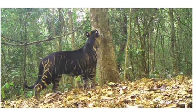 ওডিশার জাতীয় উদ্যানে বিরল কালো রঙের বাঘ